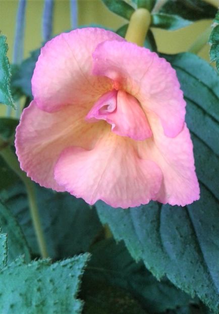 - 000012 ACHIMENES