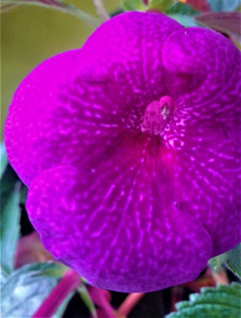  - 00017 ACHIMENES