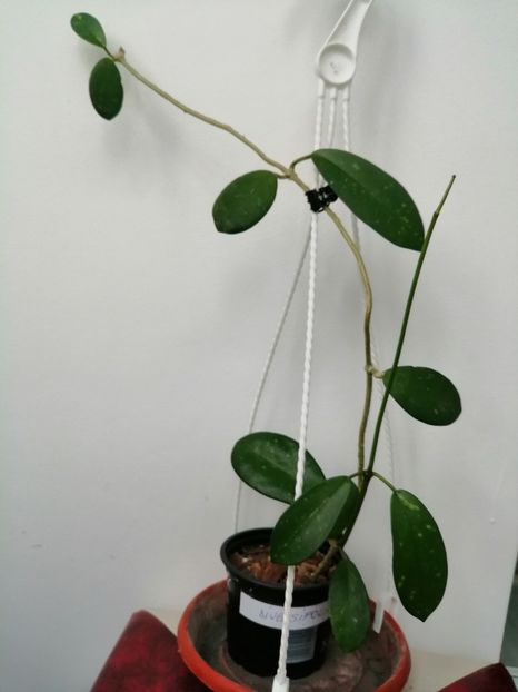  - Hoya Diversifolia