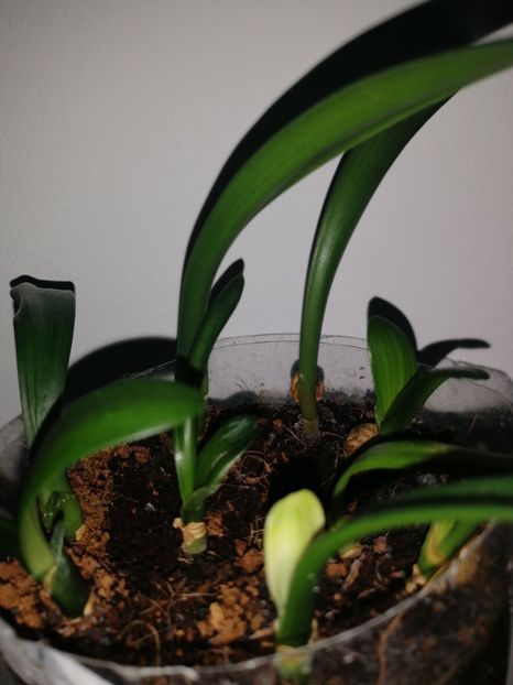 2020 - 000 Rasaduri Clivia