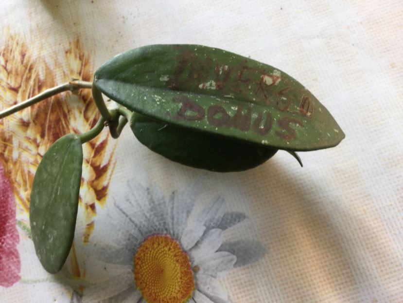 FEE7C7AE-523A-4E6B-A06E-53D6C40A77F9 - Multumiri Marirogo 2020