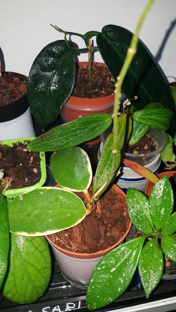  - 0 Hoya - frumusetea frunzelor