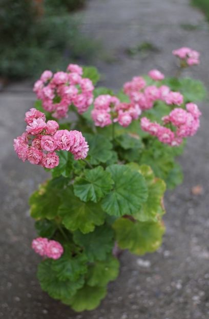 Australian Pink - Mușcate
