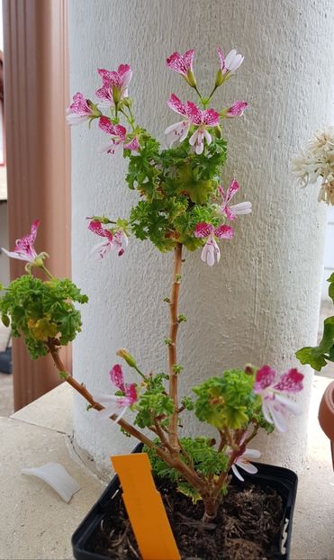 Micuta Eskay Saar-plina de floricele - Muscate de colectie 2020