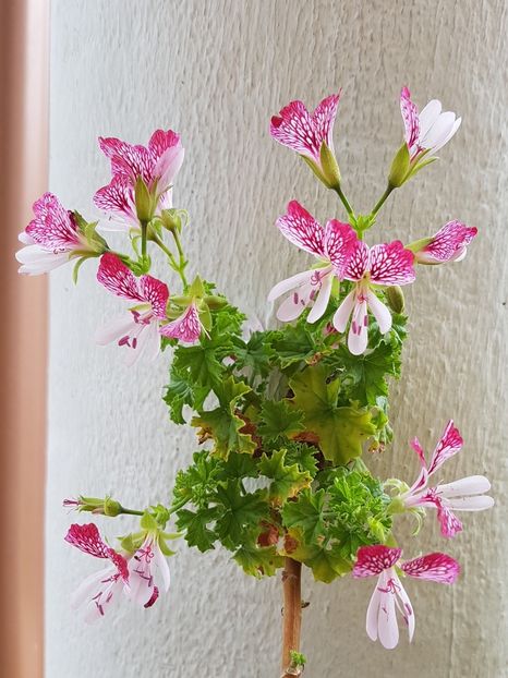 Eskay Saar - Muscate de colectie 2020