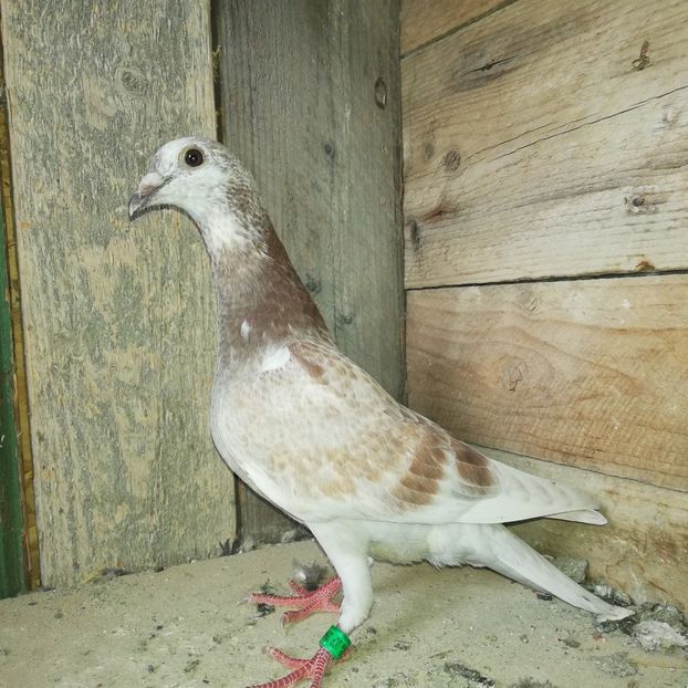 Cuc pe rosu - PUI-VOIAJOR