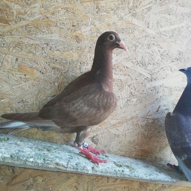 Meulemans - PUI-VOIAJOR