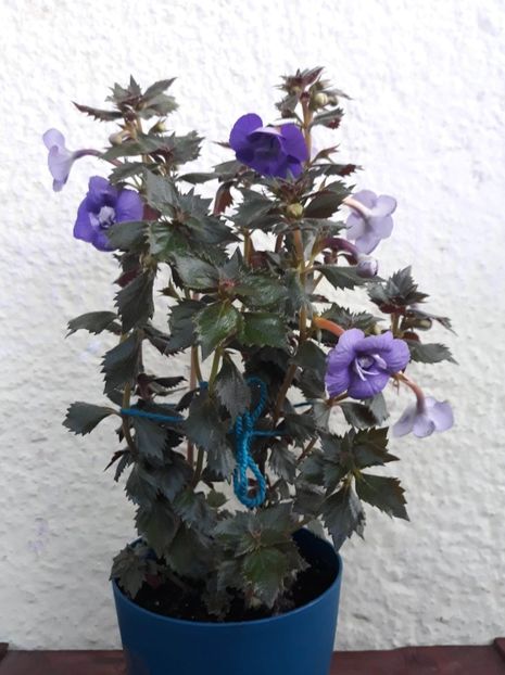  - 001 2021 - Vie en Bleu