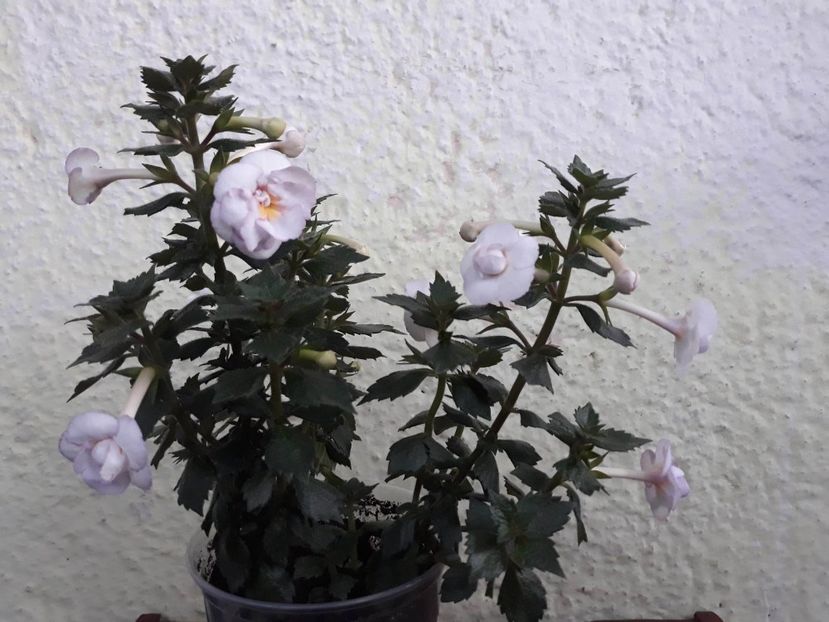  - 0001 2022 - Frumoasa necunoscuta