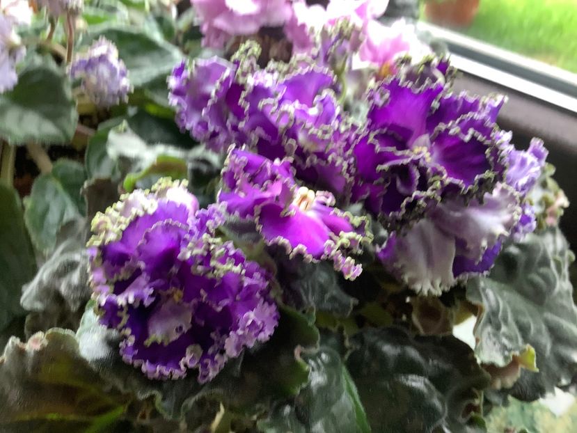 Cajun s Royal Knokout - A Violete de colectie cand nu poti sa te opresti 2