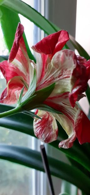  - Hibiscus 2015-2024