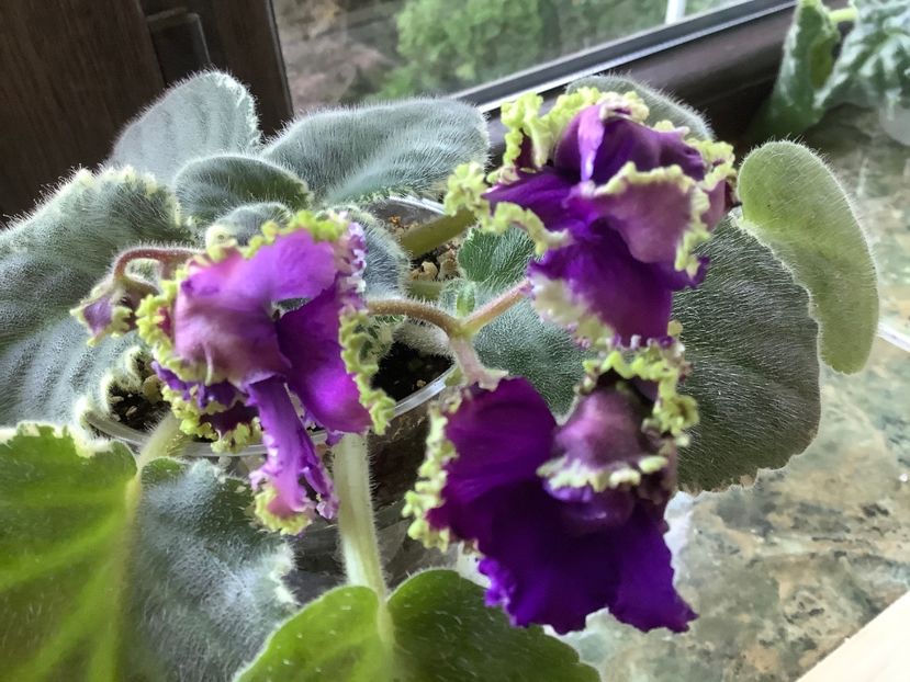  - LE Nochnoe Randevu