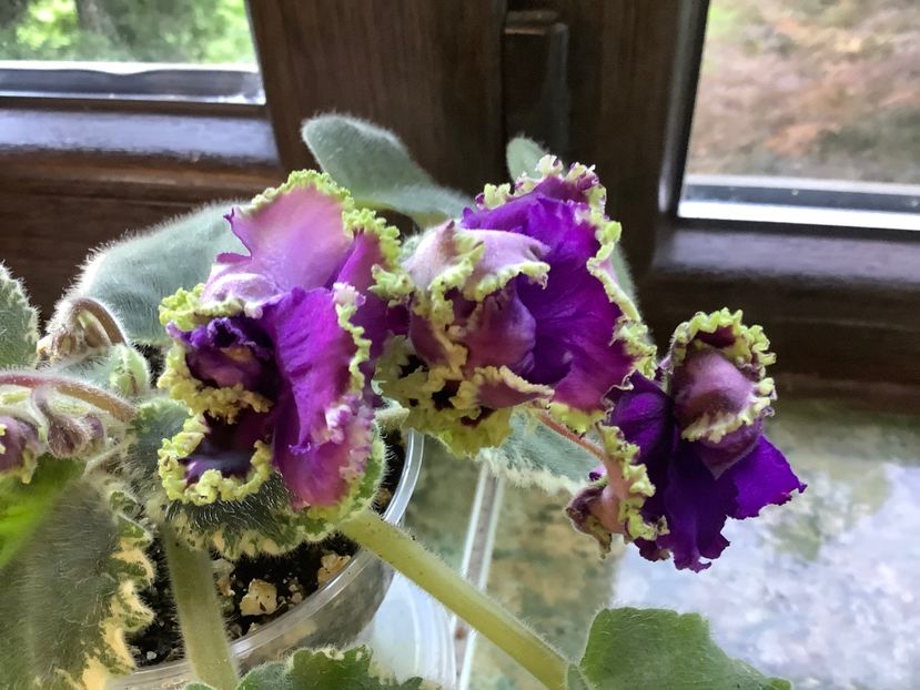  - LE Nochnoe Randevu