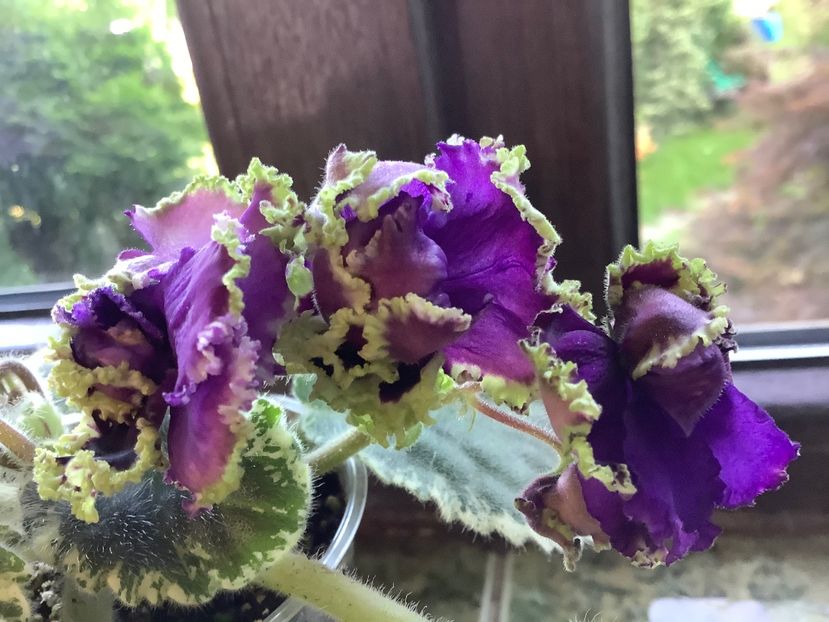  - LE Nochnoe Randevu