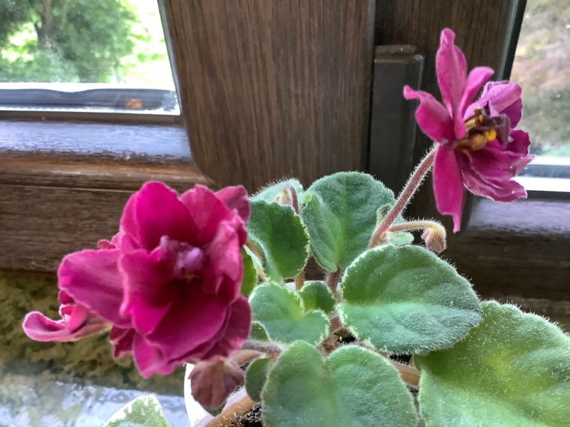 402B368E-AA8F-4526-9299-DA01FCF69ED0 - Pow Wow