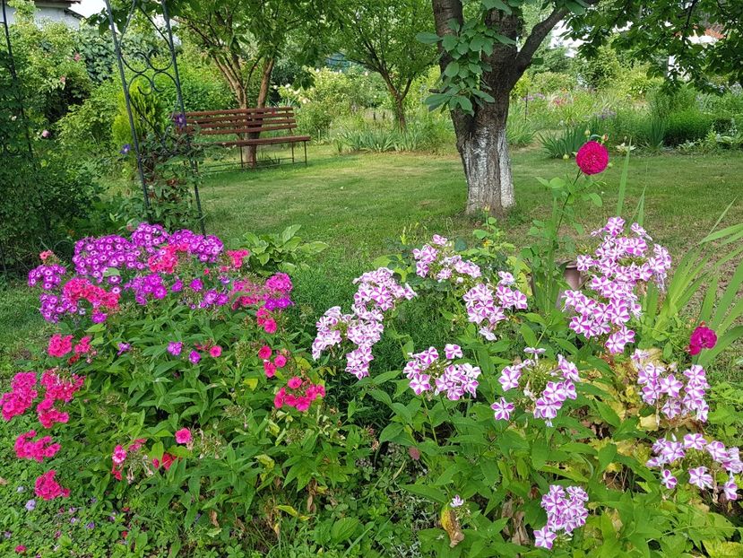  - 2020_Phlox