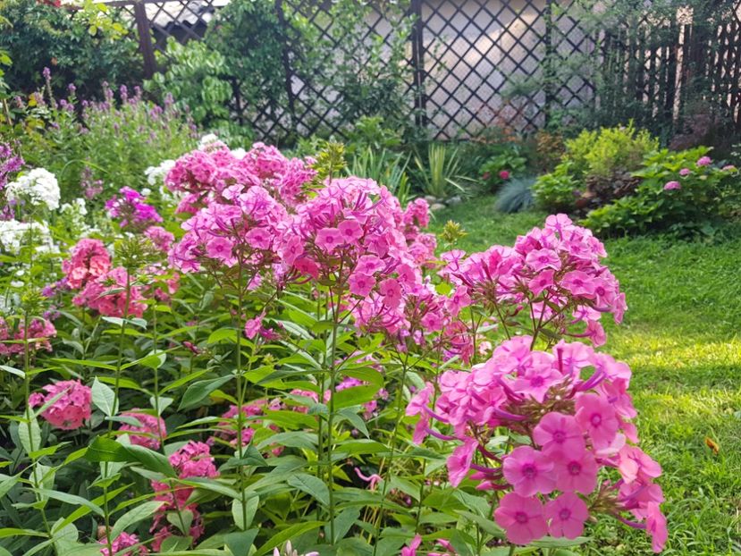  - 2020_Phlox