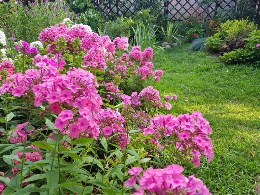  - 2020_Phlox