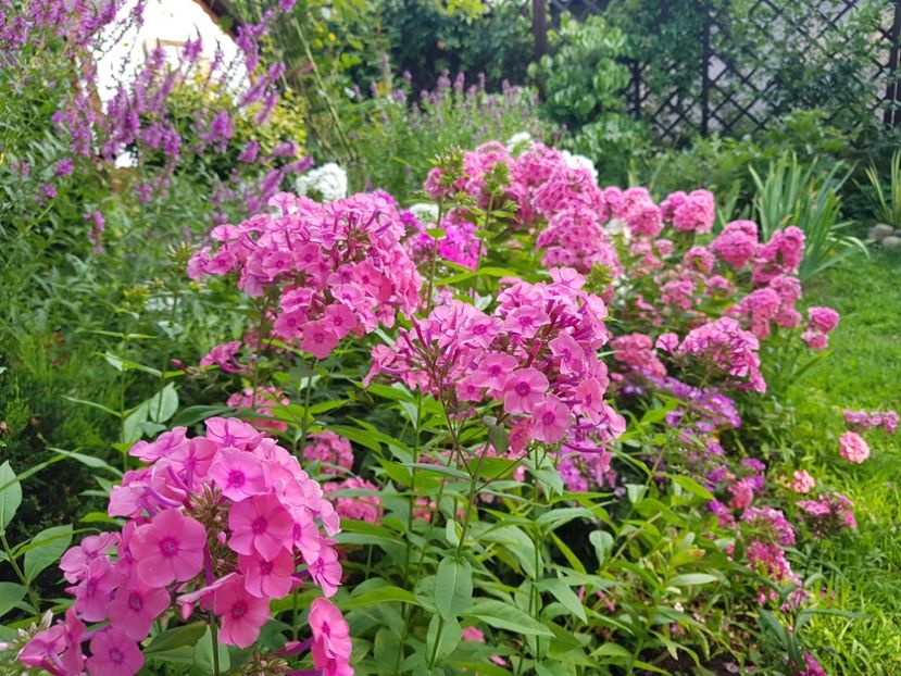  - 2020_Phlox