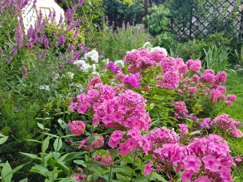  - 2020_Phlox