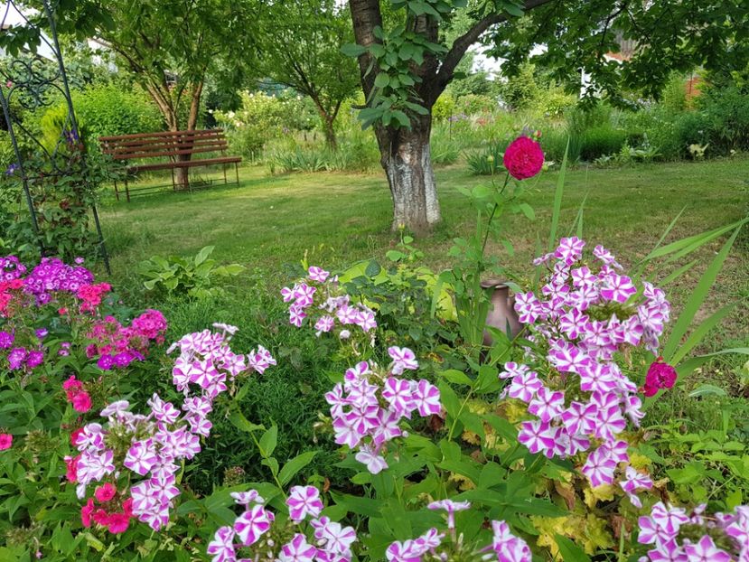  - 2020_Phlox
