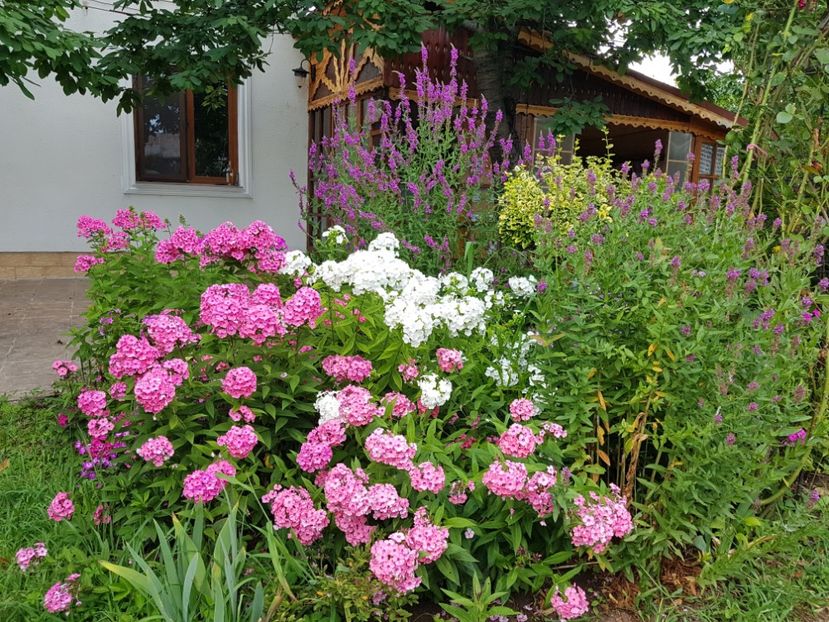  - 2020_Phlox