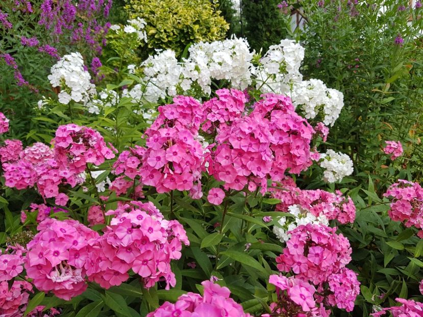  - 2020_Phlox
