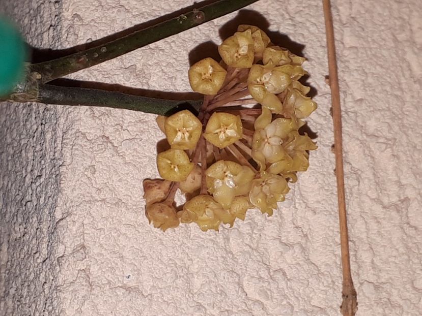 Iulie 2020 - Hoya Deykeae