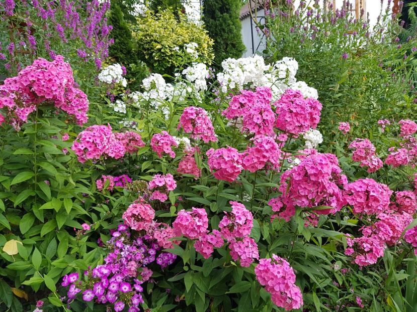  - 2020_Phlox