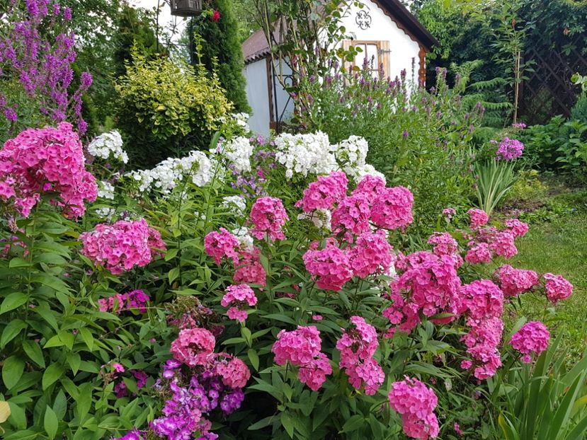  - 2020_Phlox
