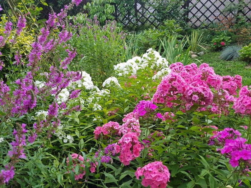  - 2020_Phlox