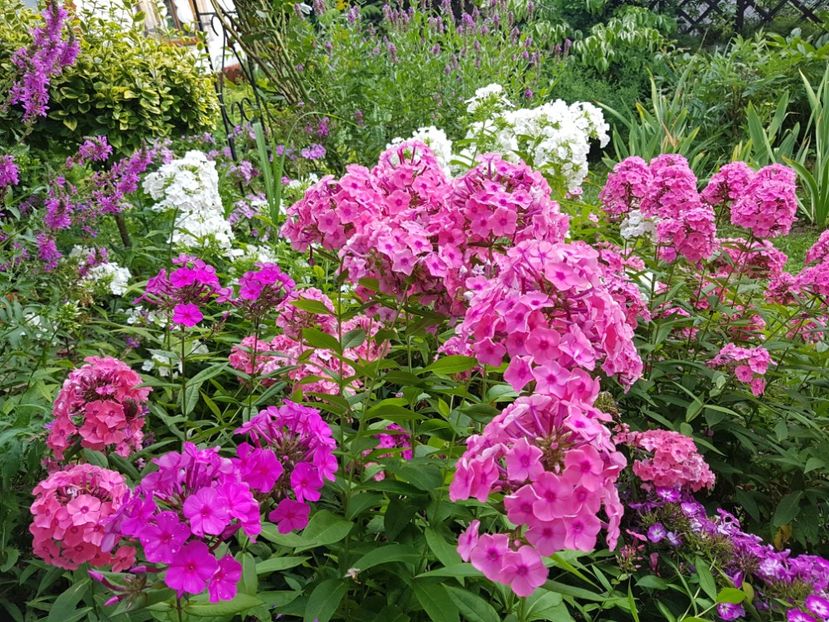  - 2020_Phlox