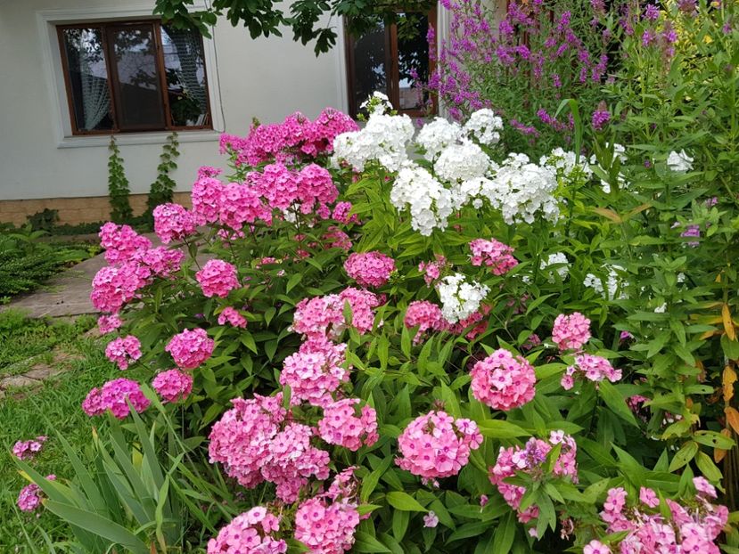  - 2020_Phlox