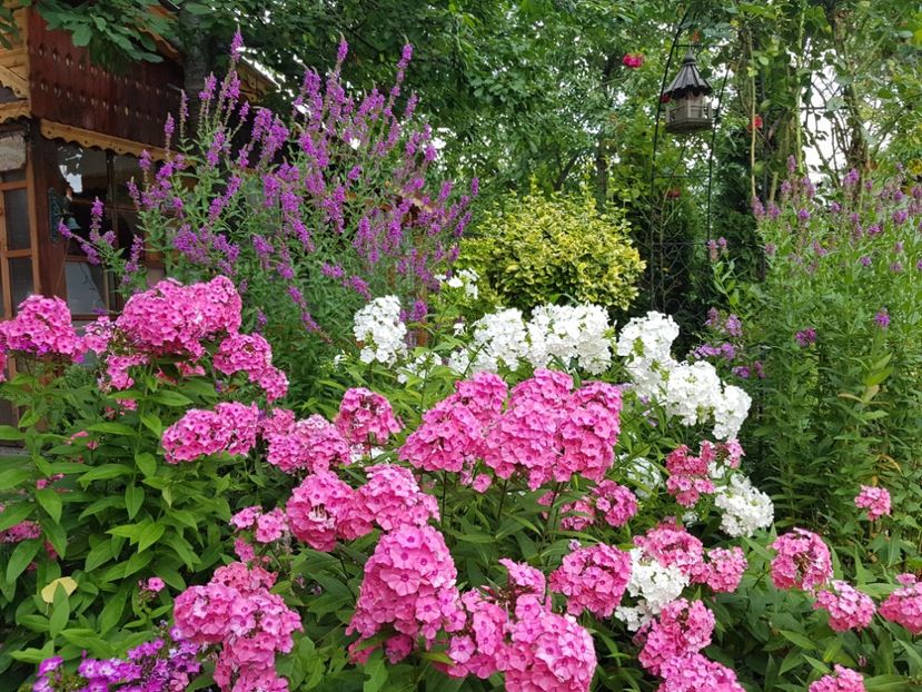  - 2020_Phlox