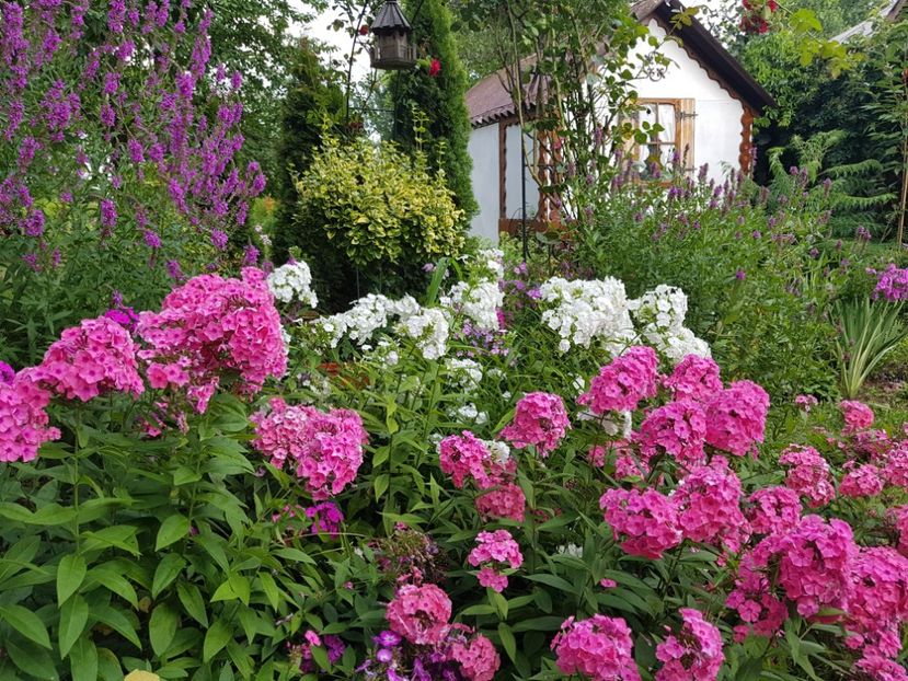  - 2020_Phlox