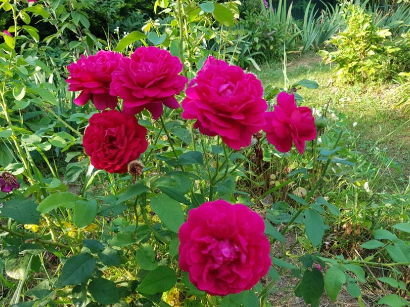 The Dark Lady - 2020 Vara_Idilic Garden