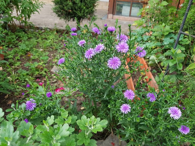  - 2020 Vara_Idilic Garden