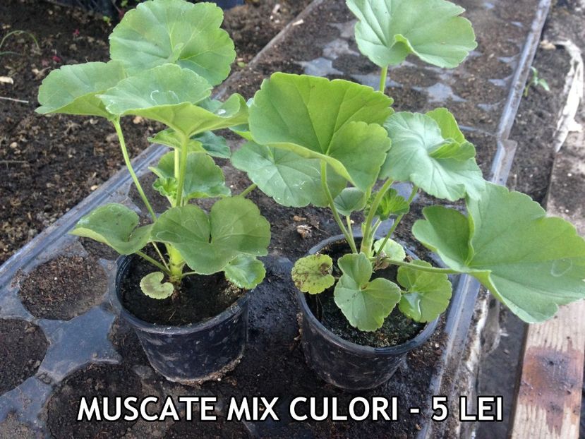  - De vanzare - iulie