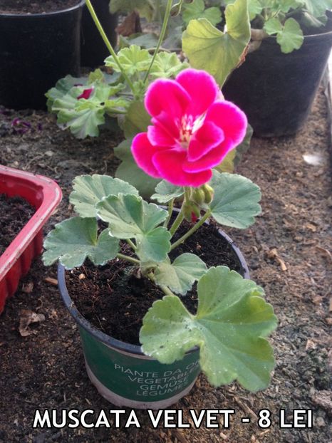  - De vanzare - iulie