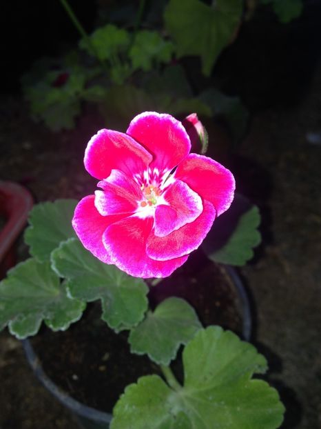  - De vanzare - iulie