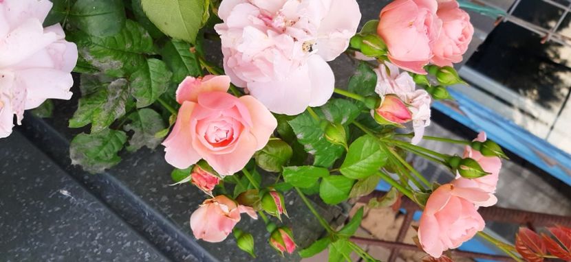 Strawbery Hill parfumat si neobosit - Ciresar 2018_2020