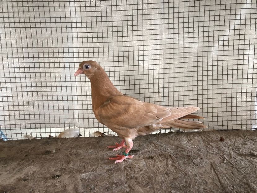 11057/19 - 3-lot zbor 2020