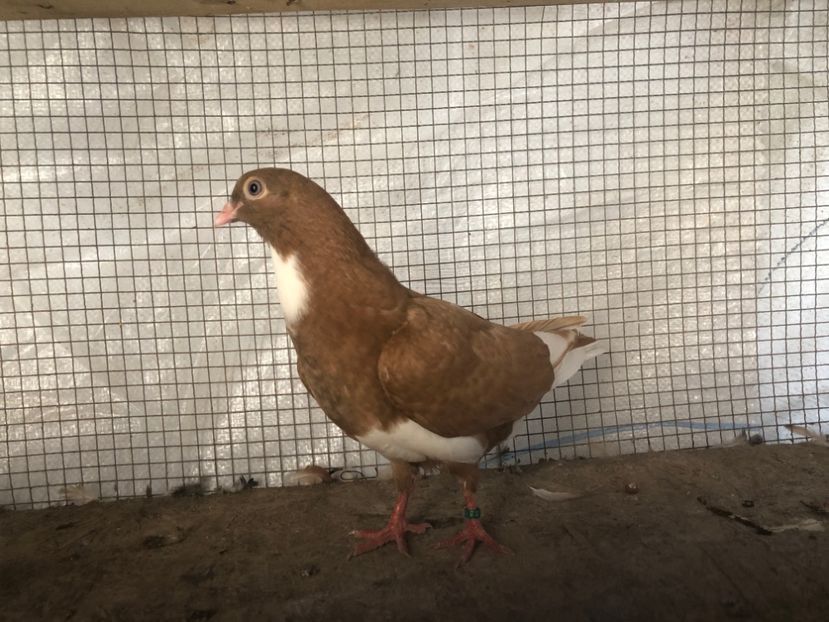 11056/19 - 3-lot zbor 2020