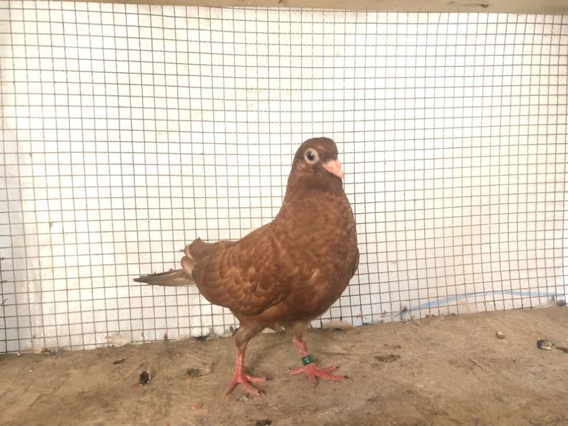 7482/19 - 3-lot zbor 2020