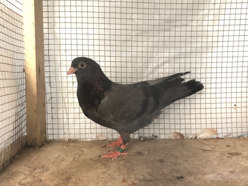 7519/19 - 3-lot zbor 2020