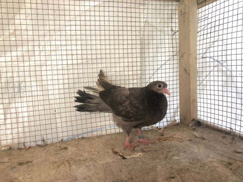 11058/19 - 3-lot zbor 2020