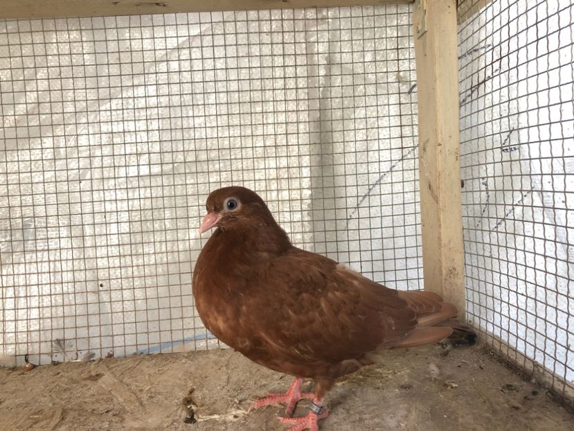 2027/20 - 3-lot zbor 2020