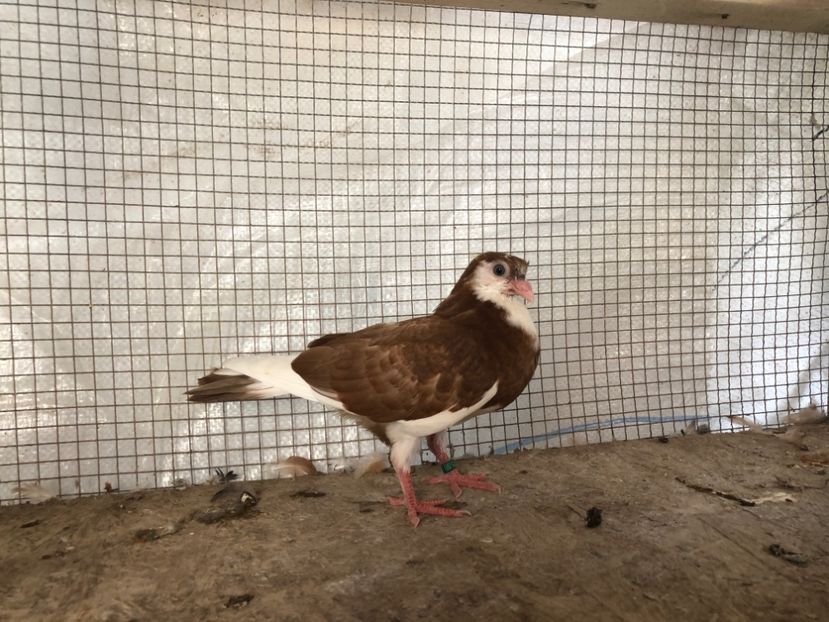 7588/19 - 3-lot zbor 2020