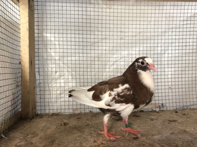 7596/19 - 3-lot zbor 2020