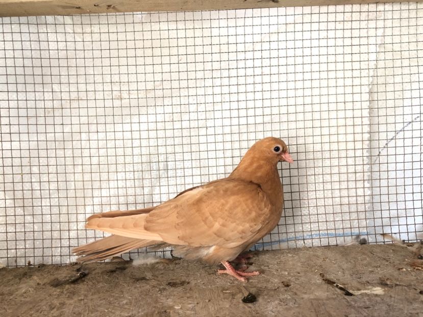 2024/20 - 3-lot zbor 2020